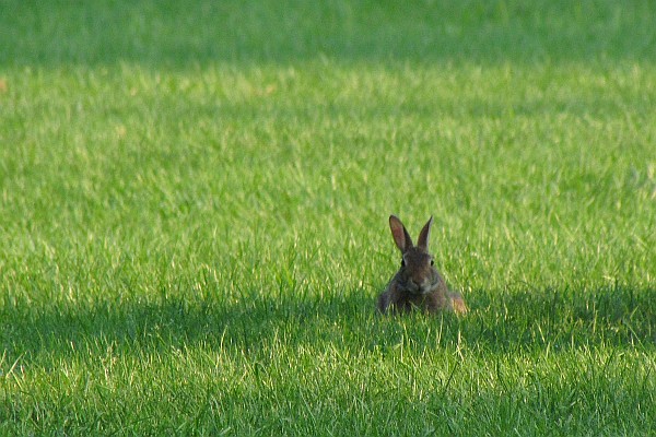 rabbit-on-a-lawn